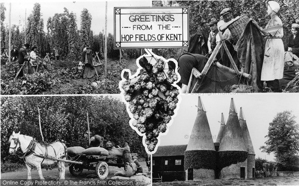 Hop Fields of Kent Francis Frith postcard